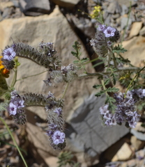 Phacelia hubbyi