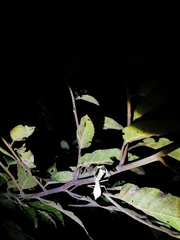 Hierodula pistillinota