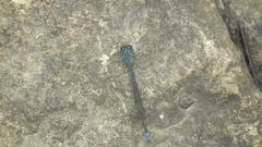 Pseudagrion salisburyense