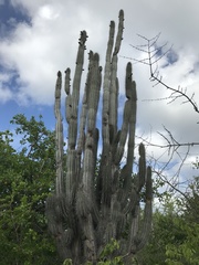 Cereus repandus