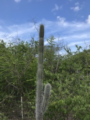 Cereus repandus