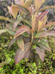 Miconia robinsoniana