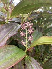 Miconia robinsoniana
