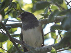 Junco hyemalis