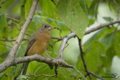Passerina rositae