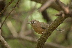 Passerina rositae