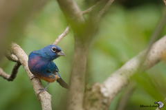 Passerina rositae