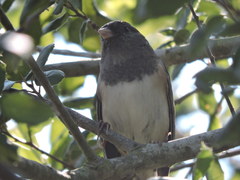 Junco hyemalis
