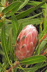 Protea compacta × susannae