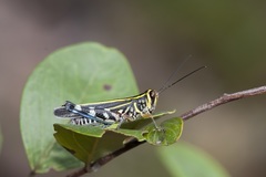 Zebratula flavonigra