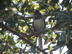 Junco hyemalis