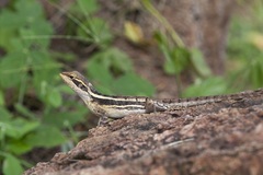 Northern Water Dragon photo 1