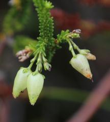 Erica urna-viridis