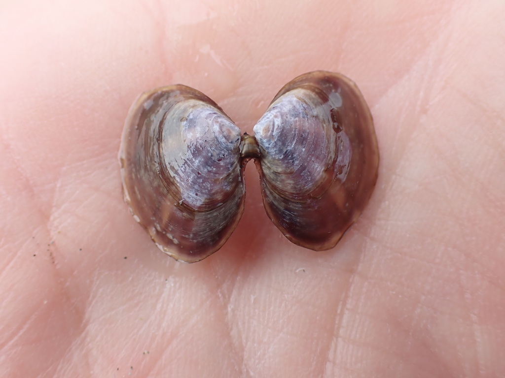 Purple Mahogany Clam from Parksville, BC, Canada on September 19, 2021