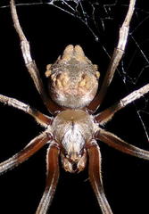 Cyphalonotus larvatus