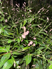 Persicaria