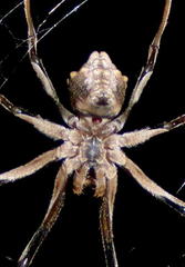 Cyphalonotus larvatus