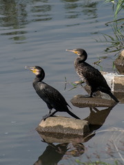 Phalacrocorax carbo