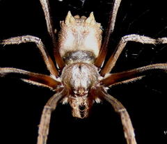 Cyphalonotus larvatus