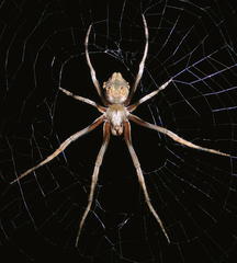 Cyphalonotus larvatus