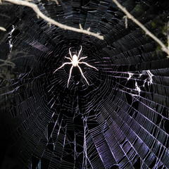 Cyphalonotus larvatus