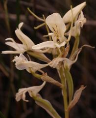 Disa draconis