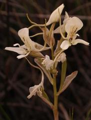 Disa draconis