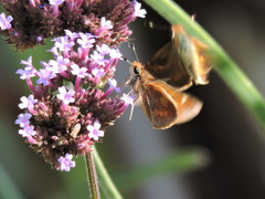 Ochlodes sylvanoides