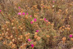 Lampranthus tenuifolius