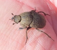 Epirinus flagellatus