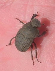 Epirinus flagellatus