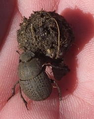 Epirinus flagellatus