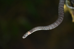 Pareas margaritophorus