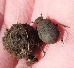 Epirinus flagellatus