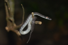 Pareas margaritophorus