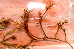 Podostemum ceratophyllum