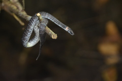 Pareas margaritophorus