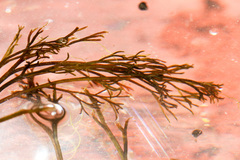 Podostemum ceratophyllum