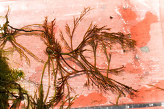 Podostemum ceratophyllum
