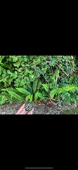 Nephrolepis