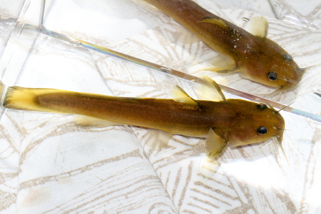 Margined Madtom