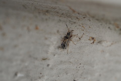 Pseudopachybrachius vinctus