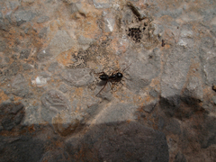 Camponotus ionius