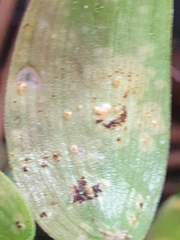 Puccinia myrsiphylli