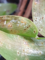 Puccinia myrsiphylli