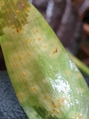 Puccinia myrsiphylli