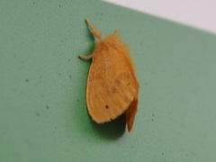 Euproctis cryptosticta