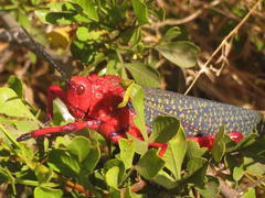 Phymateus morbillosus morbillosus