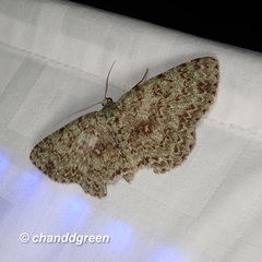 Ophthalmitis herbidaria
