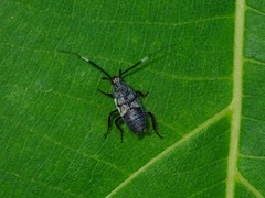 Hemithyrsocera histrio